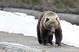 Griz scratching drives DNA study