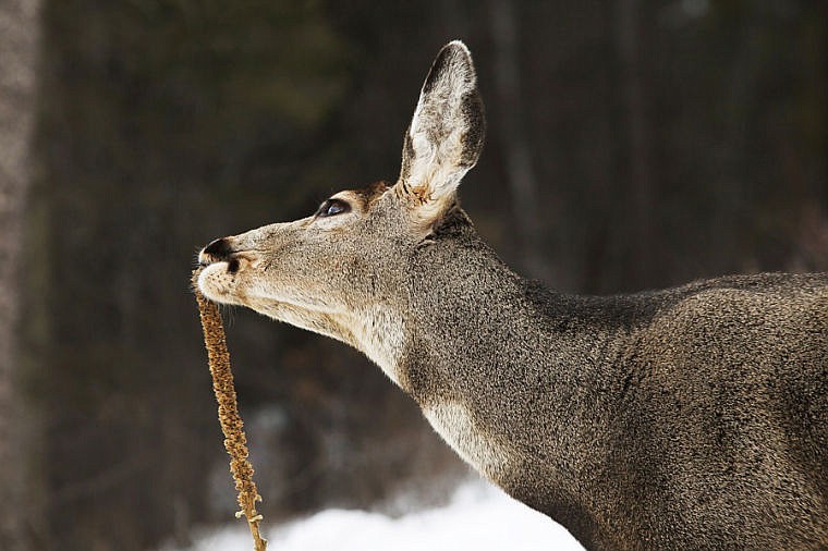 &lt;p&gt;A deer munches on a plant on Big Mountain Thursday afternoon in Whitefish. Thursday, Feb. 14, 2013 in Whitefish, Montana. (Patrick Cote/Daily Inter Lake)&lt;/p&gt;