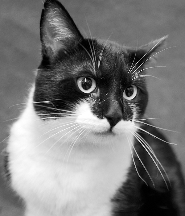 &lt;p&gt;Today and Saturday, Flathead Valley Shelter Friends will have Ozzy and other cats available for adoption at Kalispell Center Mall from 10 a.m. to 4 p.m. During March, the Flathead County Animal Shelter is having a cat special. The adoption fee on black or black-and-white cats has been lowered to $10.&lt;/p&gt;