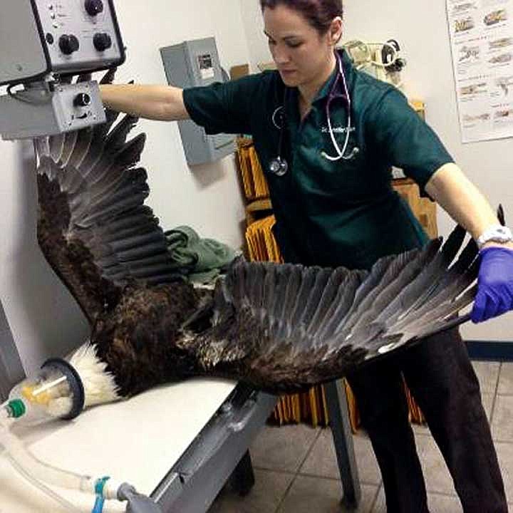 Dr. Jennifer Brown X-rays the injured eagle in Moses Lake. The eagle was unable to be saved by WSU veterinarians.