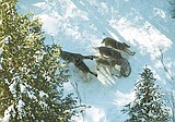 Feds move to delist wolves