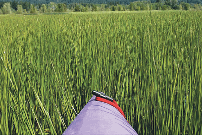 &lt;p&gt;Flowering rush infestations can overtake bays and render them unusable by boaters and swimmers. (Photo courtesy IDAHO LAKES COMMISSION)&lt;/p&gt;