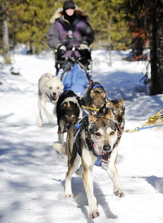 &lt;p&gt;Midge, a lead dog for Charlotte Mooney, pulls her to the finish line during the six-dog, 13-mile race of the Flathead Classic Sled Dog Race in Olney on Sunday. The West Yellowstone musher finished second in the race. (Aaric Bryan/Daily Inter Lake)&lt;/p&gt;