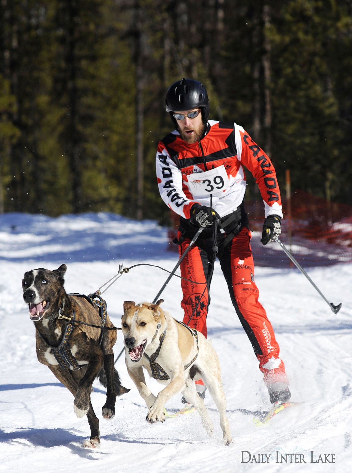 <p>Dana Lund is pulled by his two dogs during the ski joring race of the Flathead Classic Sled Dog Race in Olney Sunday. The event had a 13-mile, 8-mile and 4-mile dog sled race. It also had ski joring races and a mutt pull. The races will start again at 9 a.m. Sunday. (Aaric Bryan/Daily Inter Lake)</p>