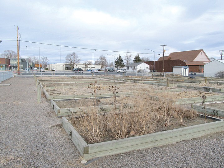 The Moses Lake community garden sits empty. Several cities are extending the moratorium on establishing codes for medical marijuana community gardens.