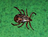 With unusually warm weather, disease carrying ticks are active