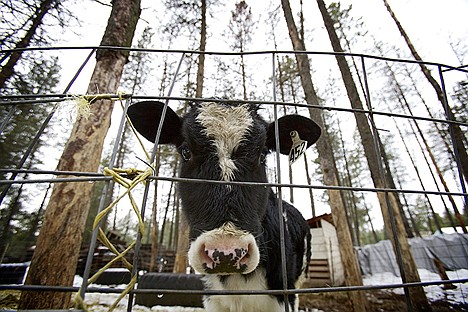 &lt;p&gt;Deirdre Rushing recently purchased a cow for milking to add to her livestock collection.&lt;/p&gt;