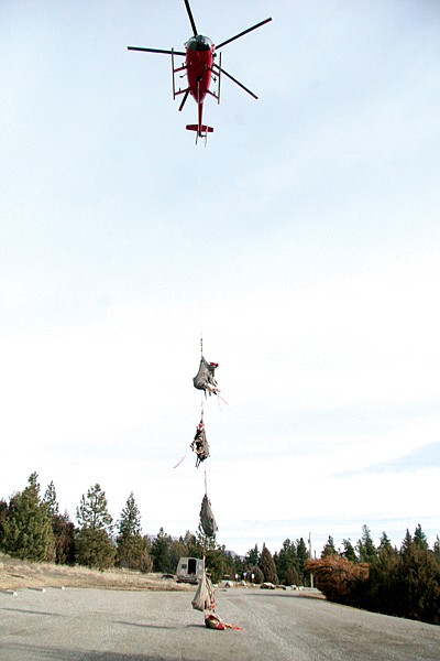 A helicopter carrying five bighorn sheep from Wild Horse Island lands in a parking area at Big Arm State Park. The sheep were examined before being moved to augment other herds in the area.