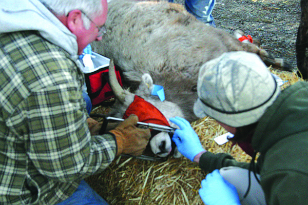 Biologists and volunteers examine bighorn sheep brought to Big Arm State Park from Wild Horse Island. The sheep were culled from a large, healthy herd on the island.