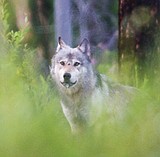 Wolf kills about 36 percent higher this season