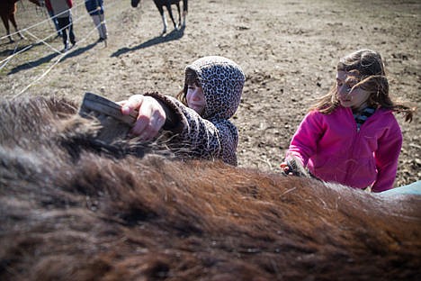 &lt;p&gt;Jordana Hageman, 8, concentrates as she and the other kids groom Hershey.&lt;/p&gt;