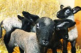 Bleating hearts times four: New arrivals at the vo-ag center