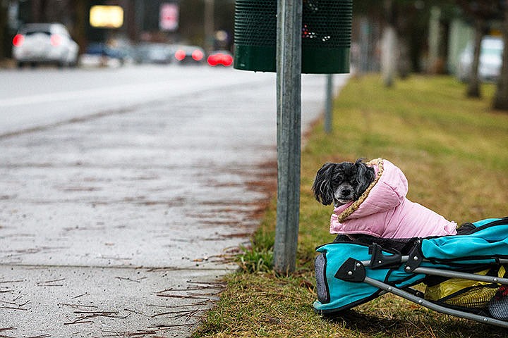 &lt;p&gt;Nico, a 5-year-old service dog that is part pinkingese, poodle and pug, waits at a bus stop, with her owner nearby, in a fluffy pink coat Thursday near the intersection of East Locust Avenue and Third Street in Coeur d&#146;Alene.&lt;/p&gt;