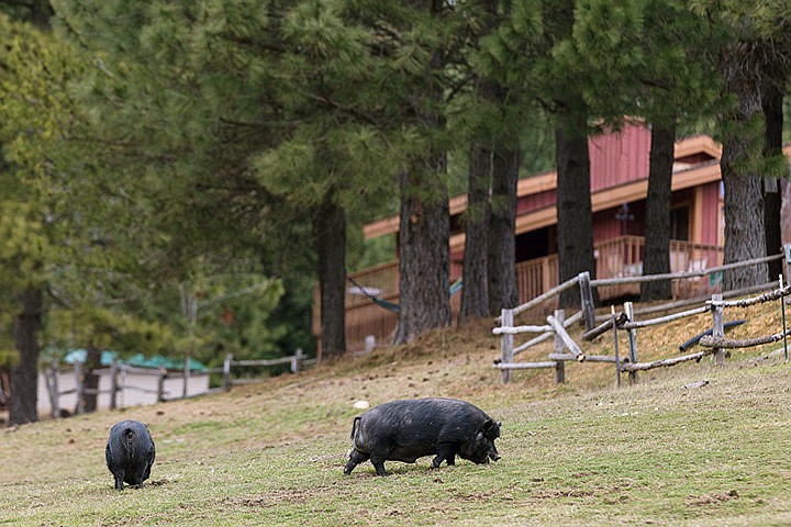 &lt;p&gt;A pair of pigs graze in a pasture Tuesday in the Cougar Gulch area.&lt;/p&gt;