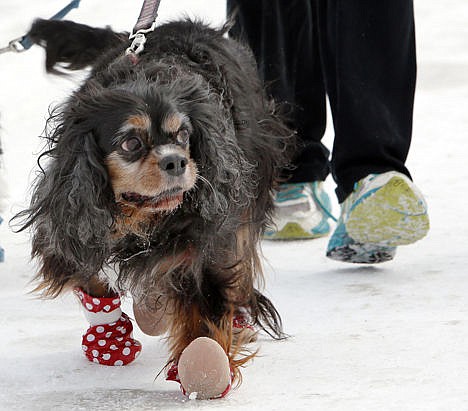 &lt;p&gt;Sanders, a 12-year-old Cavalier King Charles spaniel mix, walks with winter booties with owner Malia Ebel in Concord, N.H.&lt;/p&gt;