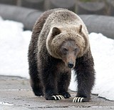 Grizzly bear scratching drives DNA study
