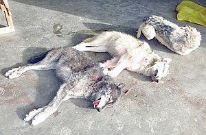 <p>Three shot wolves were brought to Mercer Custom Taxidermy. The wolves were part of Montana’s total killed 223 wolves.</p>