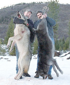 &lt;p&gt;Dave Kneller, left, and Scott Lennard hold up two adult female gray wolves they trapped Feb. 17. The two wolves, one 70 pounds, the other 85, were believed to be part of the same pack &#8211; the Satire pack &#8211; that killed several hounds earlier this month. The trappers had been setting traps off and on all season and plan to keep and use the hides.&lt;/p&gt;