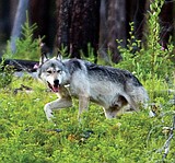 State looking to increase wolf harvest