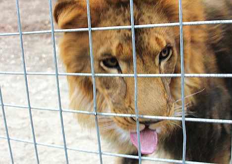 &lt;p&gt;This Oct. 12, 2012 photo released by JP Marketing shows a 4-year-old male African lion named Couscous at Cat Haven, a private wild animal park in Dunlap, Calif.&lt;/p&gt;