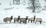 Crunch time begins for deer and elk