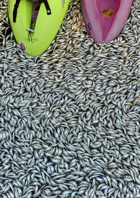 &lt;p&gt;Dead fish float in the King Harbor area of Redondo Beach, south of Los Angeles, Tuesday. An estimated 1 million fish turned up dead on Tuesday, puzzling authorities and triggering a cleanup effort.&lt;/p&gt;