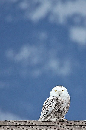 &lt;p&gt;Snowy owls have not been found in the area this winter.&lt;/p&gt;