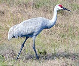 WIldlife refuge closes areas temporarily for cranes