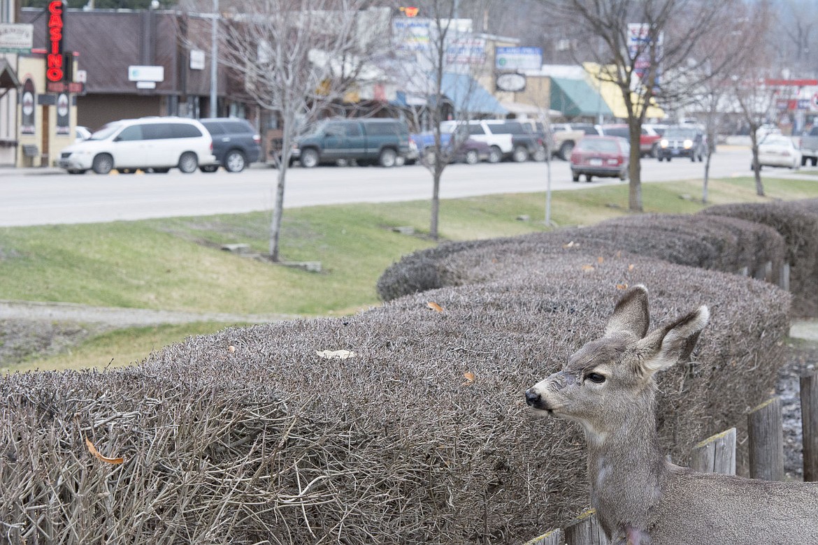 Over the hedge, deer