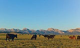 Learn to connect with local ranchers for your next steak, pork chop at event this Saturday in Kalispell