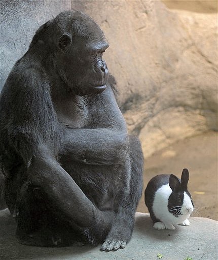 &lt;p&gt;The Erie Zoo's lowland gorilla Samantha, left, shares her space with Panda, a Dutch rabbit, at the zoo in Erie, Pa. on Thursday, March 8, 2012. (AP Photo/Erie Times-News, Greg Wohlford)&#160;&lt;/p&gt;