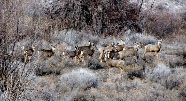 Deer near Moses Lake: This deer herd was spotted and photographed by Don Justesen. More and more deer are accepting Moses Lake and the greater Columbia Basin as their home.