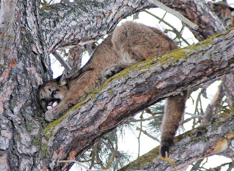 &lt;p&gt;When confronted by neighborhood dogs, this young cougar and two other mountain lions ended up climbing a tree recently at the north end of West Valley Drive. (Leah Cook photo)&lt;/p&gt;