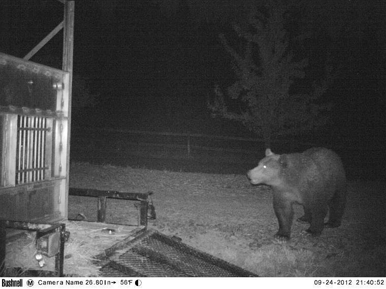 &lt;p&gt;Ethyl the grizzly bear was named after the owner of the land where she was originally captured by Montana wildlife officers in September 2006. This photo was taken by a remote camera the night before the grizzly was captured again in Montana, near Lake Blaine in 2012. Ethyl is seen standing near a trap where her 2-year-old cub had been captured. (Photo provided courtesy of Tim Manley, grizzly bear biologist with Montana Fish, Wildlife and Parks)&lt;/p&gt;