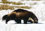 Glacier hopes to get a better count of resident wolverines