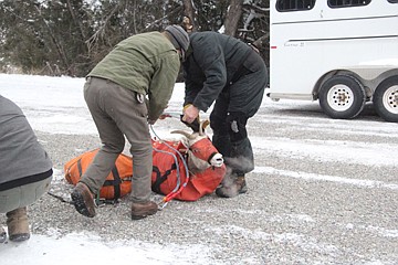 &lt;p&gt;Sixty-one bighorn sheep were helicoptered off Wild Horse Island. Biologists relocated the animals to augment other herds around northwestern Montana.&lt;/p&gt;