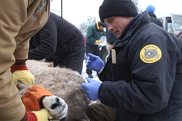 &lt;p&gt;FWP biologist Neil Anderson swabs a bighorn ewe to check the animal for pneumonia-related illnesses.&lt;/p&gt;