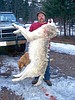 Ferndale man shoots domestic wolf