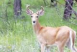 FWP to consider an increase in license fees