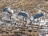 Sandhill Crane Festival swoops back in to Othello