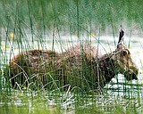 Additional moose captured for study