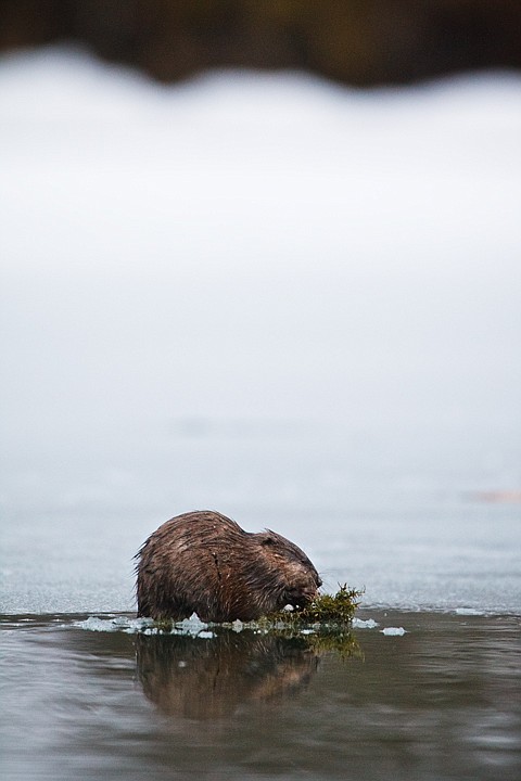 &lt;p&gt;SHAWN GUST/Press A muskrat munches on a clump of aquatic vegetation on an icy ledge Tuesday on Fernan Lake.&lt;/p&gt;