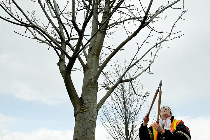 &lt;p&gt;JEROME A. POLLOS/Press DeEtte Haralson, a Coeur d'Alene Parks Department employee, trims tree branches Monday in the island on Fourth Street near Coeur d'Alene High School.&lt;/p&gt;