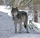 FWP commissioners adopt wolf-kill regulations