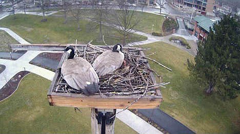 &lt;p&gt;A pair of geese were seen using one of three osprey nests at McEuen Park in Coeur d'Alene. The city installed cameras, which went live on Tuesday, on each of the nests in order to give the public a birds-eye view of the nesting sea hawks.&lt;/p&gt;