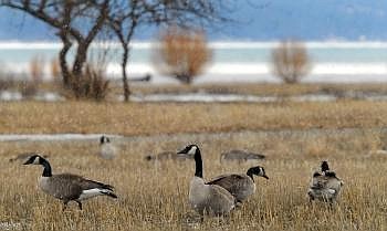 Enduring a brief snow squall, Canada geese forage Monday afternoon in a stubble field just north of Flathead Lake in Somers. The Flathead Land Trust has been negotiating with several landowners on the north shore of Flathead Lake in hopes of securing conservation easements or land purchases that will help protect wetlands and farmland adjacent to the Flathead Lake Waterfowl Production Area. The land trust will use part of a recent $1 million federal grant in negotiations with north shore landowners. Karen Nichols/Daily Inter Lake