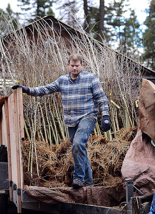 <p>Andrew Beltz steps down from the truck that delivered more than a hundred Quaking aspens on Tuesday morning, March 8, at the Center for Native Plants. (Brenda Ahearn/Daily Inter Lake)</p>