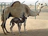 Scientist: First cloned camel born in Dubai