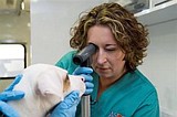 Univ. of Florida, ASPCA fill void for animal CSIs