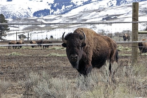 &lt;p&gt;FILE - in this March 17, 2011, file photo, a free bison roams around the outside of a pen enclosing bison in Gardiner, Mont., in Yellowstone National Park. Late Monday afternoon, March 19, 2012, 64 bison from Yellowstone National Park were due to arrive at northeast Montana&#146;s Fort Peck Reservation under a long-stalled relocation initiative to repopulate parts of the West with the iconic, genetically pure animals, a tribal official said. Montana Gov. Brian Schweitzer said Monday the bison shipment was a first step in efforts to bring the animals back across a larger landscape. (AP Photo/Janie Osborne, File)&lt;/p&gt;